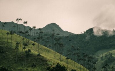 Descubre el valle del Cocora y el árbol nacional de Colombia